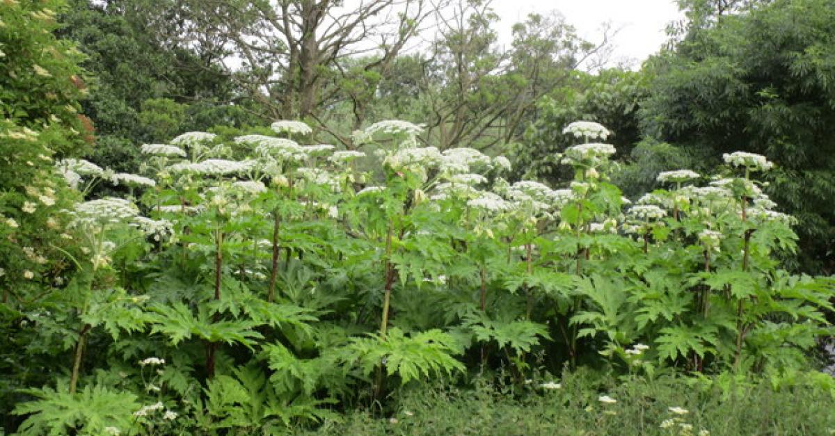 Invasive Plants In Wisconsin Wisconsin Public Radio